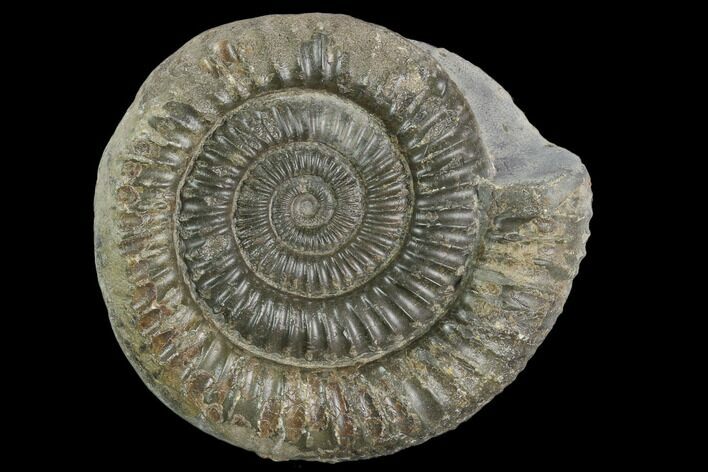 Ammonite (Dactylioceras) Fossil - England #127501